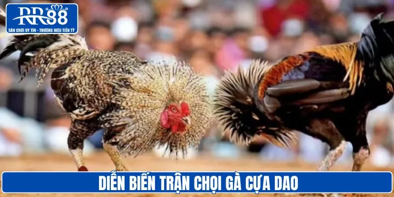Diễn biến trận đá gà cựa dao nhà cái RR88
