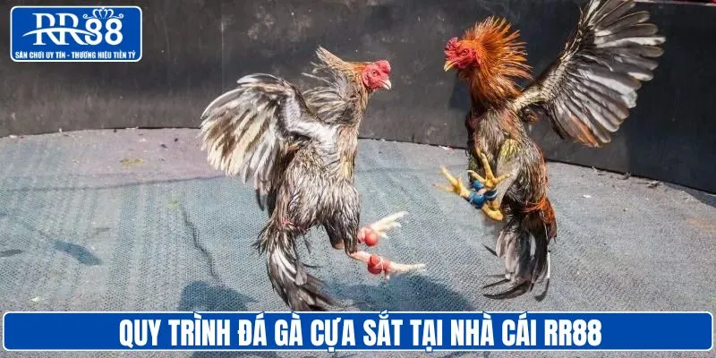 Quy trình chọi gà cựa sắt chuyên nghiệp tại RR88